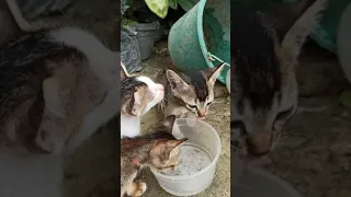 It is hard to train stray cat to drink clean water