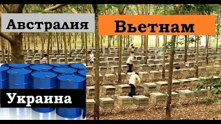 Рост оптовых цен на МЁД в Украине/ Вьетнамский медосбор/ Пчеловодство Австралии