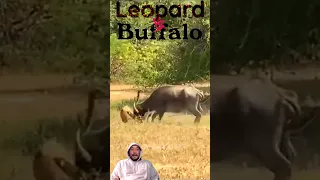 Buffalo STOPS Leopard from Babysitting