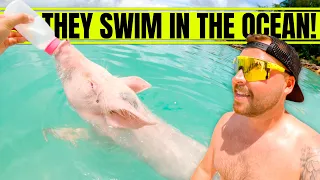 Swimming with PIGS on a TROPICAL ISLAND!!