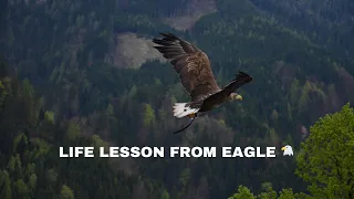 Life lesson from eagle 🦅 #shorts #shortsvideo #short #youtubeshorts #motivation  #subscribe