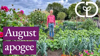 No dig abundance in my summer garden| and a few problems| Charles Dowding