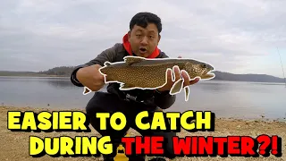 This Species is EASIER to CATCH FROM SHORE During the WINTER!