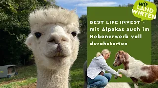 Mit Alpakazucht im Nebenerwerb - ein Best Life Invest