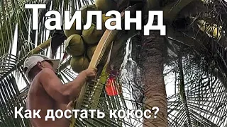 Как сорвать кокос с пальмы на острове Ко Мак? | Тайские приключения.