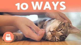 How Do CATS Show AFFECTION? 😽💕 10 Different Ways