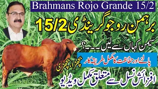 Brahmans Rojo Grande 15/2 | Breeding Tutorial | روجو گرینڈی کو پالنے کا طریقہ کار