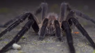 Tarantula Spiders of Kinabalu Sabah: Borneo Nature