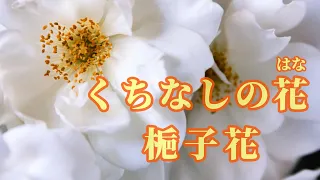 【日語導唱】 くちなしの花 (梔子花) 漢譯+注音+卡拉OK(カラオケ) -演唱: 華Hana