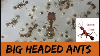 Big Headed Ant Colony, Update #2 (pheidole)