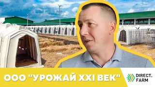 Предприятие "УРОЖАЙ ХХI ВЕК" делится опытом разведения голштинских коров