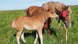 ЛОШАДИ🐎КОБЫЛА МАРУСЯ И ЕЁ МАЛЬВИНКА💪🔥🌺🐎❤️