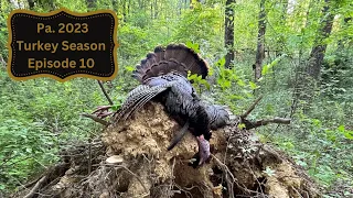 2023 Pa. Turkey Hunting Success / Day 25 / Episode 10 / late season public land