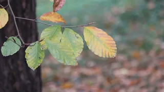 La Douce Énergie du Charme : Harmonie et Sérénité Naturelles