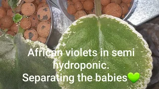 African violets in semi hydroponics | separating the babies | semihydroponics with sma