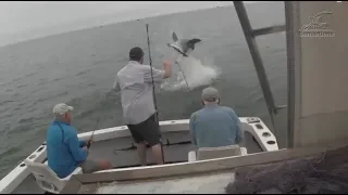 Акула отбирает улов у рыбаков