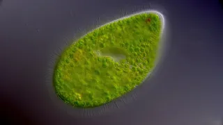 Paramecium Bursaria Plasmaströmung, 1000x DIC