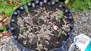 Experiment with shallots, and biochar