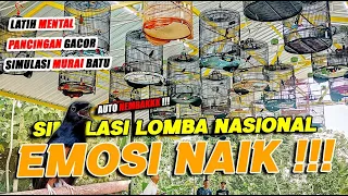 Simulasi Lomba Murai Batu Auto GACOR + Auto Emosi ❗❗ Lomba Nasional 🔥