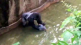 Parents of Boy Who Fell Into Gorilla Enclosure Thank Zoo As Investigation Begins