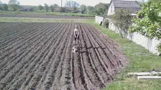 Дочекалися помічника. За сьогодні багато зроблено роботи.