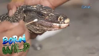 Born to be Wild: Examining an obese lizard with eye problems
