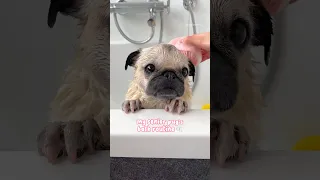 The goodest girl during bath time 🥹🛁🫧 #pug #dog #shorts