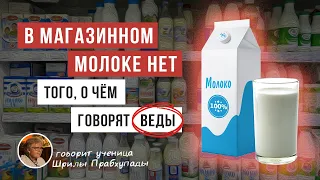 Правда о молоке от ученицы Шрилы Прабхупады / Аскеза в кедах