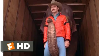 Smokey and the Bandit II (1980) - That's An Elephant! Scene (1/10) | Movieclips