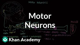 Motor neurons | Muscular-skeletal system physiology | NCLEX-RN | Khan Academy