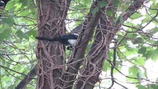 Magpies making nest