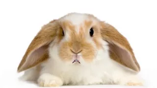 Happy Birthday to You - Hippity the Bunny