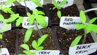 Tomato Seedling Update. Week Two. They're growing fast!