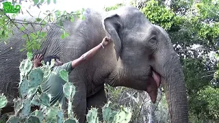 This giant elephant is suffering from a Hakka Patas Trap. Wildlife officers came in time to rescue