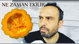 Lezzetli Adapazarı Balkabağı Ne Zaman Ekilir? ÇEKİLİŞ VAR (Balkabağı)