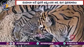 Adorable Sumatran Tigers Cubs Born | at San Diego Zoo Safari Park