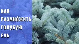 РАЗМНОЖЕНИЕ ГОЛУБОЙ ЕЛИ.  Самый простой, но эффективный способ размножение голубой ели черенками .