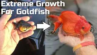 EXTREME GROWTH - How to Grow Goldfish FAST