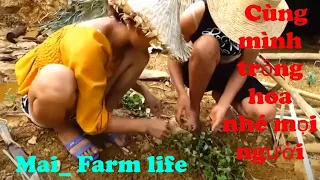 Mai_ Farm life | Cùng mình trồng hoa nhé mọi người