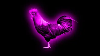 14 Rooster Crowing Sound Variations in 40 Seconds