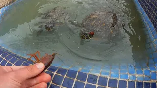 Rescate de cangrejos para dárselos de comer a mis tortugas!