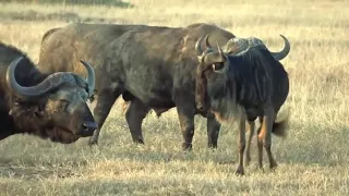 wild animals ● Selfish Buffalo Expel Wildebeest While Being Hyena Hunted