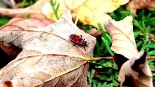 Naturbeobachtung Feuerwanze(Pyrrhocoris apterus(L.)) 3