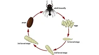 The Fruit Fly Life Cycle