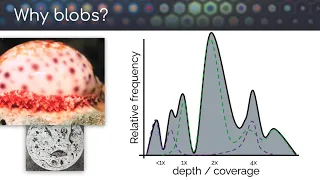 2021-04-14 Using BlobToolKit Viewer to identify contaminants/cobionts in Mollusc genome assemblies