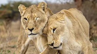 WILD LIONS in South Africa | The Lion Whisperer