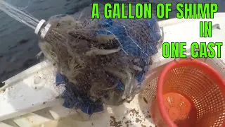 A GALLON OF SHRIMP IN ONE CAST...