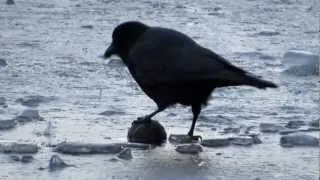 Crow and Gull play with Balls on Ice
