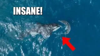 Killer Whale Attacks and Eats Great White Shark in 2 Minutes - INSANE FOOTAGE!