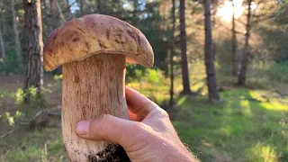 Porcini mushroom (King Boletes) hunting near Monterey California Fall 2021